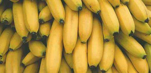 国产香蕉网,探索中国香蕉产业的魅力与未来 第3张 国产香蕉网,探索中国香蕉产业的魅力与未来 第3张