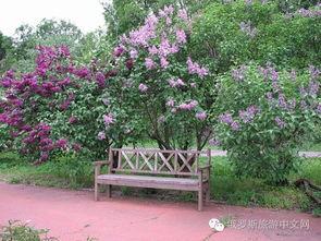 丁香六月激情国产,丁香六月的辉煌篇章 第2张 丁香六月激情国产,丁香六月的辉煌篇章 第2张