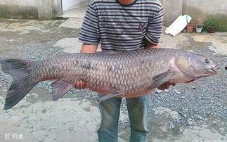 青鱼视频国产3,探索青春光影下的情感世界  第1张